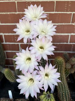 Echinopsis Hybr. lila